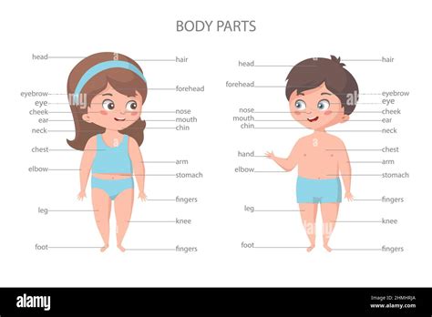 Girl And Boy Body Parts Biology Education Banner Stock Vector Image And Art Alamy