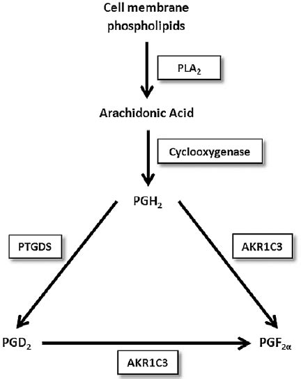 The Arachidonic Acid Cascade And Prostaglandin Metabolism Pathway Download Scientific Diagram