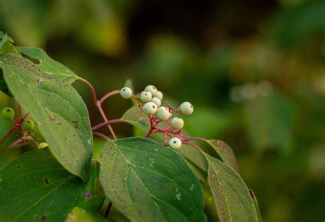 20 Different Types of Dogwood Trees