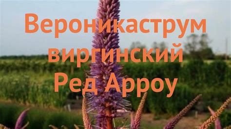 Вероникаструм виргинский Ред Арроу 🌿 обзор: как сажать, саженцы ...