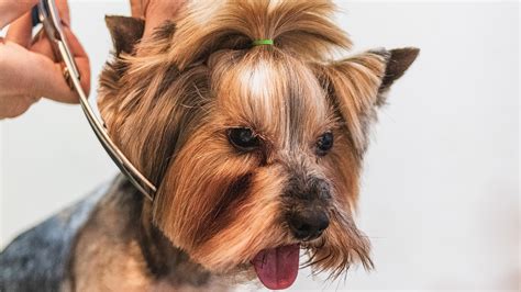 The Importance Of Pet Grooming For Maintaining Health And Well Being