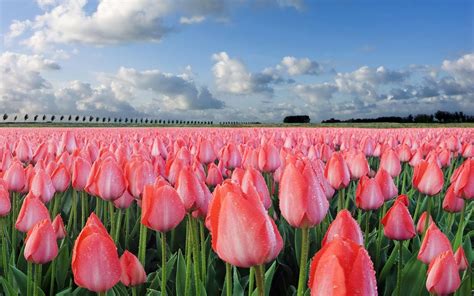 Amsterdam Tulips Wallpapers - Top Free Amsterdam Tulips Backgrounds ...