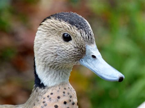 Duck Portrait Finally Sunday Flickr