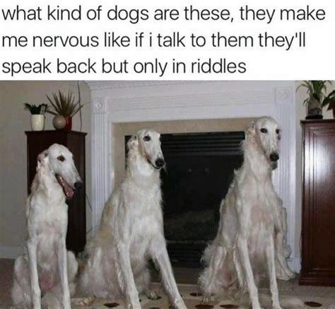 Borzoi Borzoi Long Nose Dog Know Your Meme