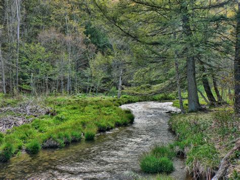 Fotos Gratis Paisaje árbol Naturaleza Arroyo Pantano Desierto