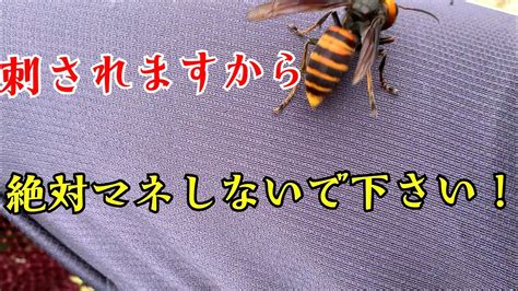 【閲覧注意！ 】オオスズメバチを指で攻撃してみたら空振りして刺されるかと思った。 Youtube