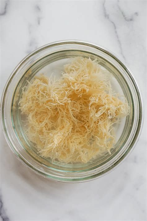 What Is Sea Moss Benefits How To Make Irish Sea Moss Gel