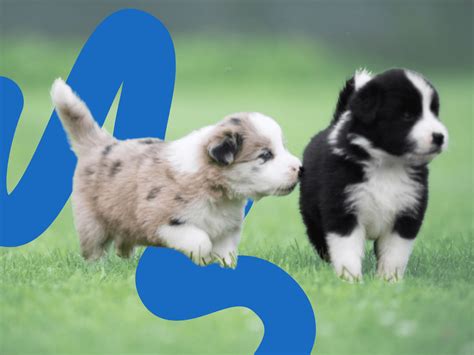 How To Train A Border Collie Puppy Complete Training Guide