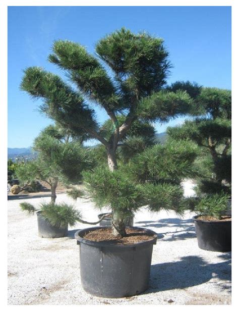 Topiaire Plante Taill E Pinus Nigra Ssp Nigra Pin Noir D Autriche