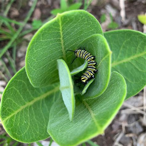 Caterpillar Plants – ButterflyBushes.com