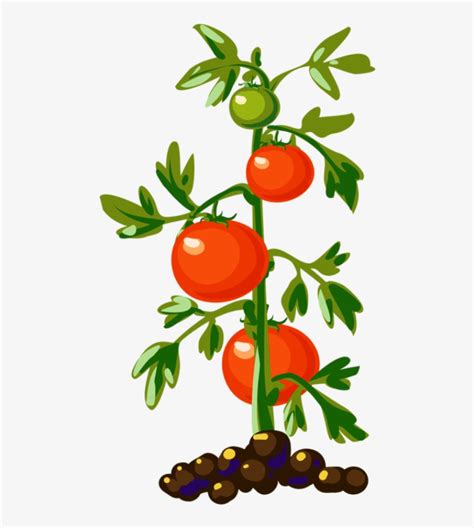 tomato plant clip art 10 free Cliparts | Download images on Clipground 2024