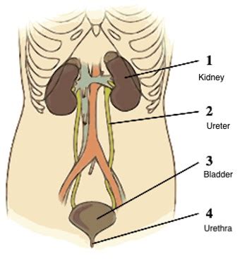 Urine Formation Overview Steps Pathway Lesson Study