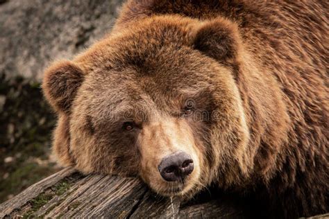 Close Up Portrait Of A Cute Brown Grizzly Bear Resting On The Wood