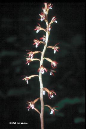 Corallorhiza Maculata Spotted Coral Root Plant Gallery Nc Native