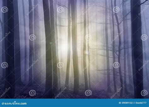 Bosque Brumoso Con Los Haces Del Sol Foto De Archivo Imagen De Niebla Troncos 39089132