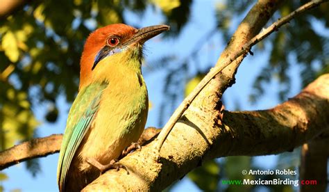 Russet Crowned Motmot Momoto Corona Canela Momotus Mexicanus