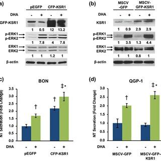 Overexpression of KSR1 enhances NT secretion and ERK activation. (a ... 