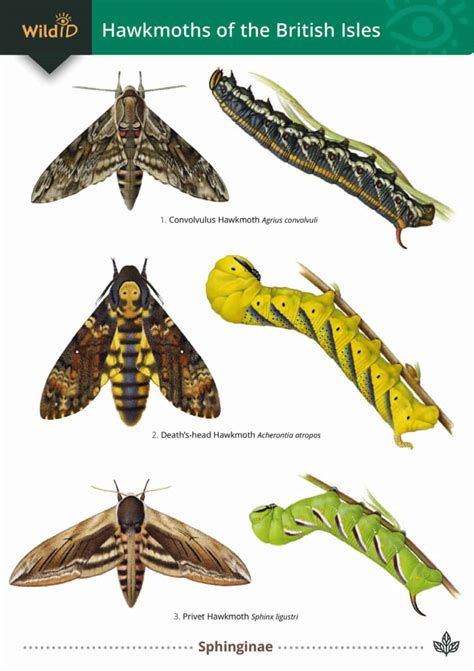 Moth Identification Chart | ubicaciondepersonas.cdmx.gob.mx