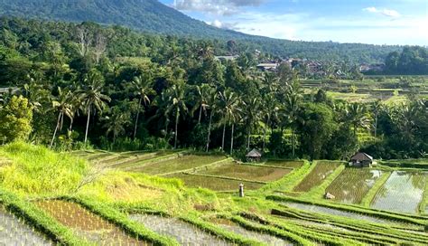 Nusabali Alokasi Pupuk Subsidi Di Tabanan Turun Persen