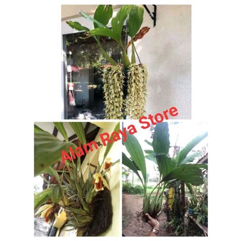 Jual Paket Anggrek Coelogyne Spesies Jenis Paket Anggrek Spesies