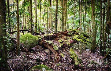 Forest Conservation Photograph by THP Creative