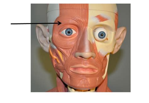 Muscles Of The Head Neck And Trunk Flashcards Quizlet