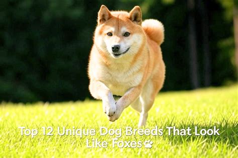🐾 Top 12 Unique Dog Breeds That Look Like foxy faces - Kitten Vs Puppy