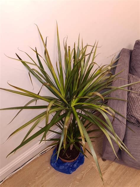 Dragon Plant Dracaena Marginata Has Wilting Leaves Leaves Get