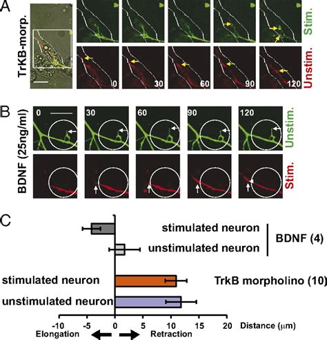 Role Of Pro Brain Derived Neurotrophic Factor Probdnf To Mature Bdnf