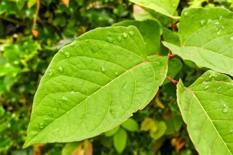 Buying A House With Japanese Knotweed In 2025 Homeowners Alliance