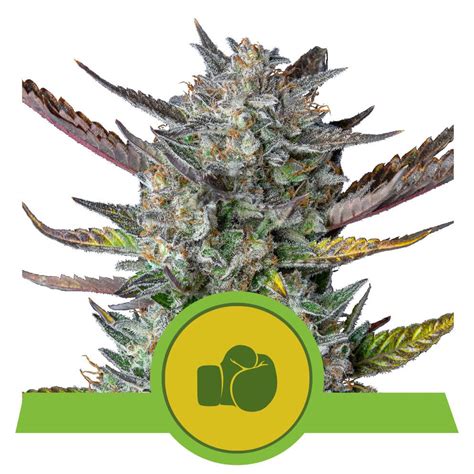 Purple Punch Auto X3 Royal Queen Seeds Tu Cultivo GrowShop