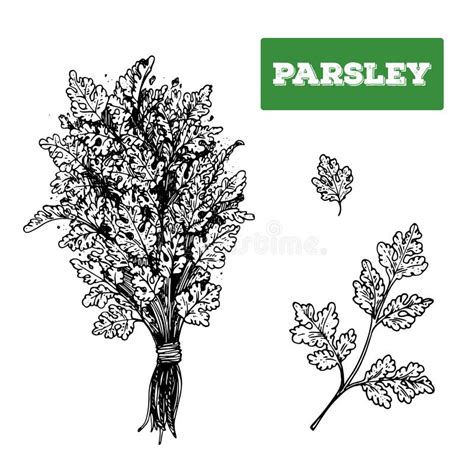 Ink Parsley Hand Drawn Sketch Stock Vector Illustration Of Health