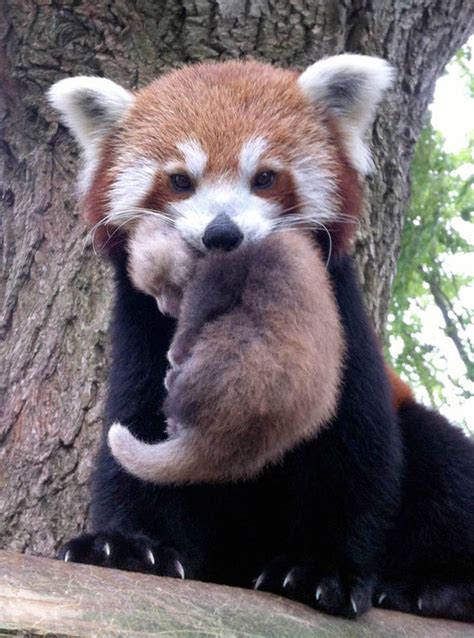 Adorable Pictures Rare Red Panda S Baby Bliss Nature News