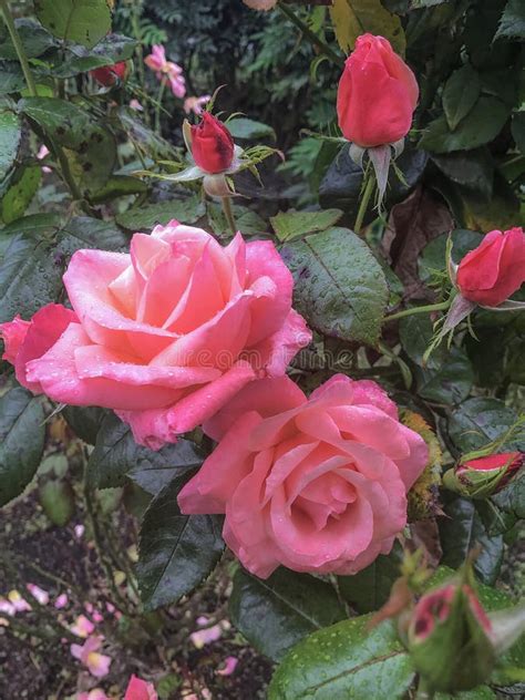 Rosas Cor De Rosa Bonitas Que Florescem Gotas Da Chuva Foto De