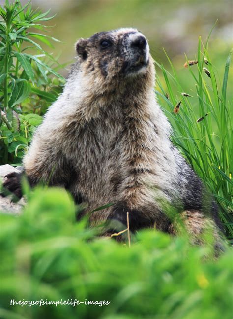 The Joys of Simple Life: Kenai Fjords National Park Wildlife Part 1