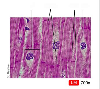 Figure 27 9 Photomicrograph Of Cardiac Muscle Fibers Diagram Quizlet