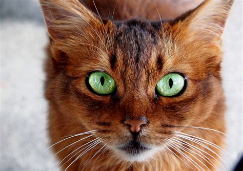 5 Facts You Didnt Know About The Somali Cat Breed Animal Facts Blog