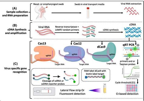 A Representative Crispr Based Method For Covid Detection The Method