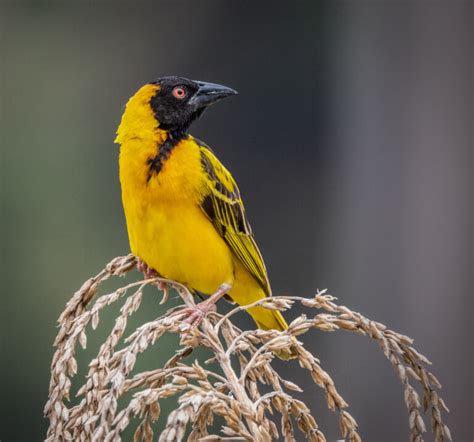 Black Headed Weaver Owen Deutsch Photography