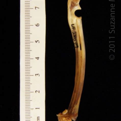 Lateral View Left Eastern Cottontail Rabbit Radius And Ulna Boneid