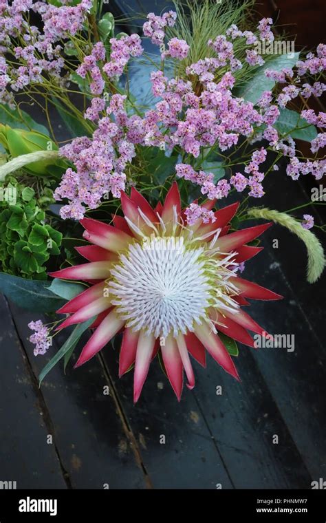 King Protea The Protea Cynaroides Property Released Stock Photo Alamy