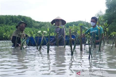 Pakai GoGreener Pelanggan Gojek Bisa Terus Pantau Pohon Yang Ditanam