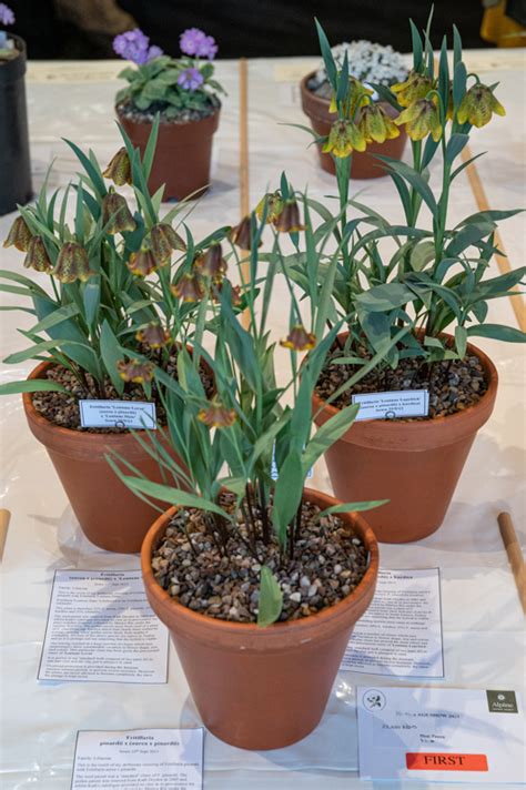 Ags Hexham Show Trophies Alpine Garden Society