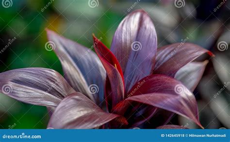 Close Up Das Folhas Vermelhas Do Compacta Do Cordyline Foto De Stock