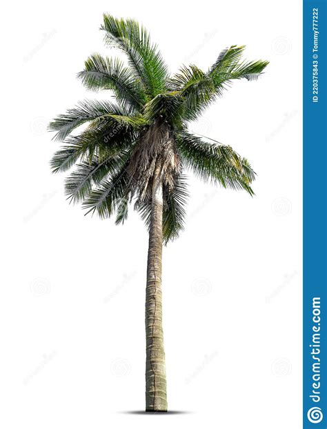 Palmeira De Coco Isolada Em Fundo Branco Imagem De Stock Imagem De