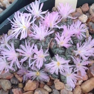 Conophytum Obcordellum Spectabile 1452 41 Mesa Garden