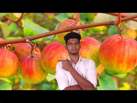 Complete Information About Ball Sundori Apple Ber Farming