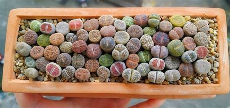 How To Grow And Care For Lithops Artofit