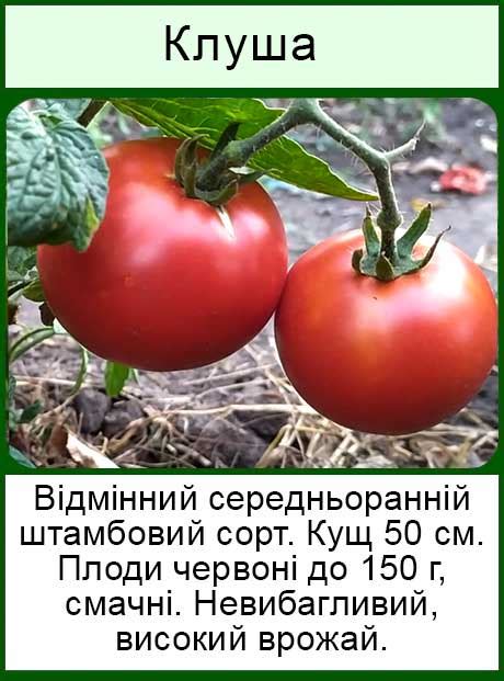 Насіння низькорослих помідор