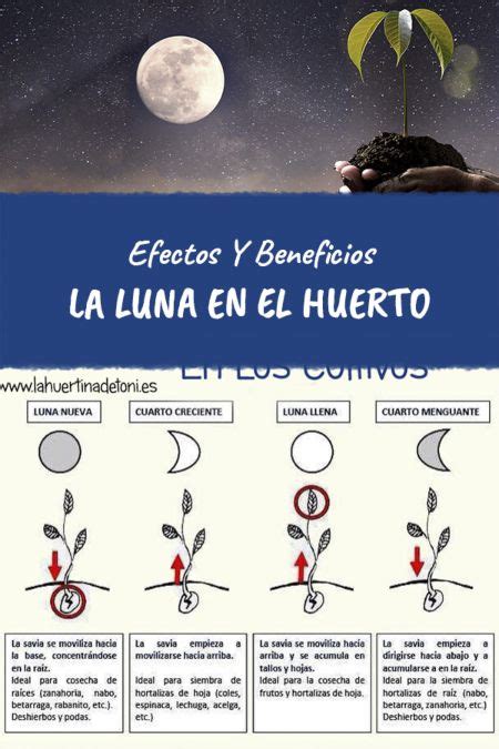 La influencia de la luna en la siembra de patatas Cuándo es el mejor